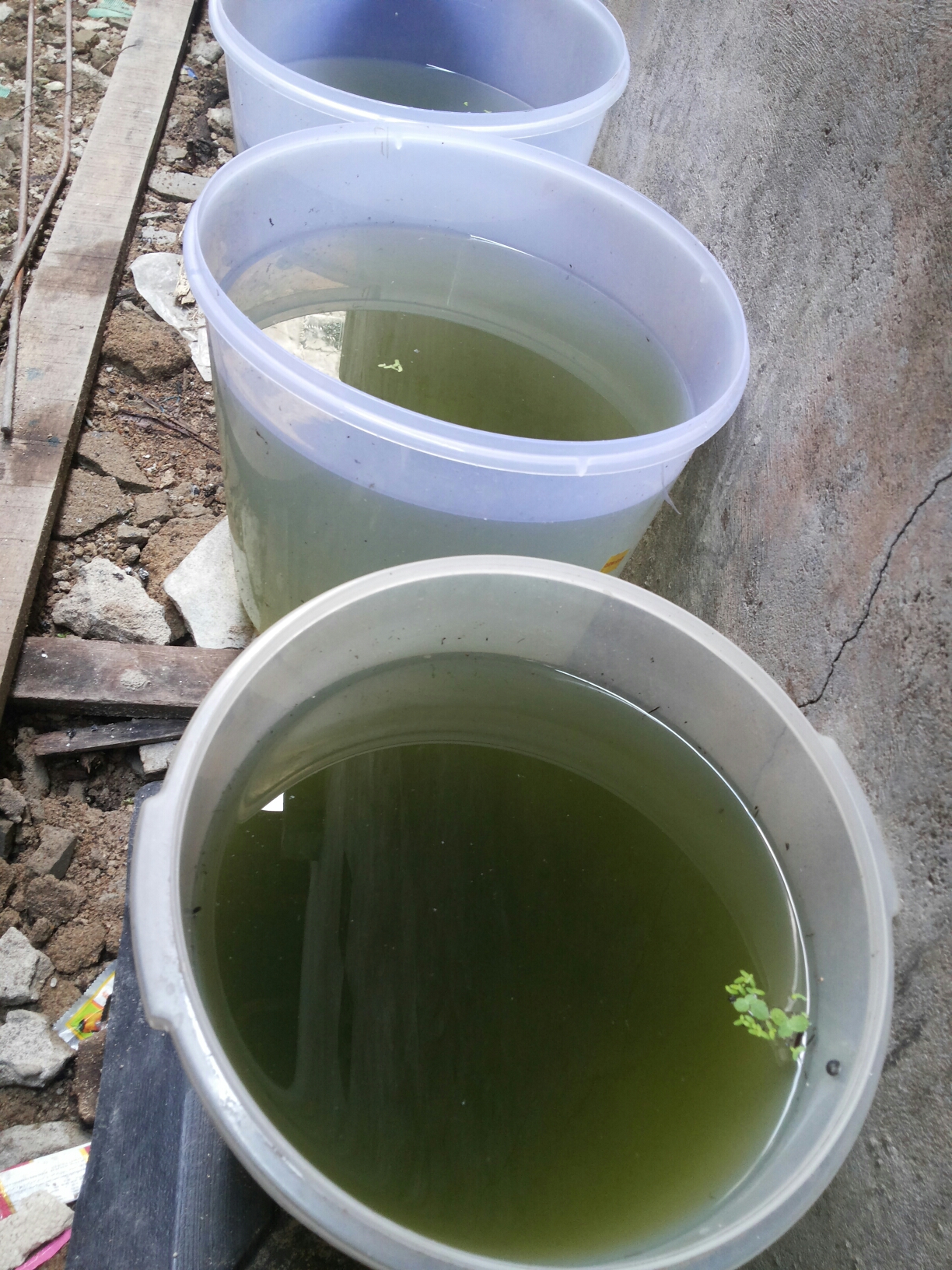 Отошли зеленые воды. Зеленое ведро с водой. Как выглядят зеленые воды.